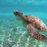A sea turtle underwater