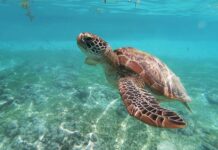 A sea turtle underwater