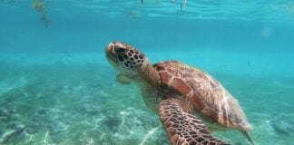 A sea turtle underwater