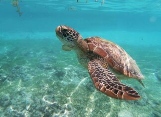 A sea turtle underwater