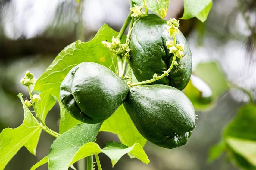 chayote on a tree