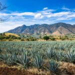 An agave field in Jalisco, Mexico, bordered by a scub-lined mountain range in the background and a beautiful blue sky with part clouds