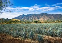 An agave field in Jalisco, Mexico, bordered by a scub-lined mountain range in the background and a beautiful blue sky with part clouds