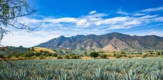 An agave field in Jalisco, Mexico, bordered by a scub-lined mountain range in the background and a beautiful blue sky with part clouds
