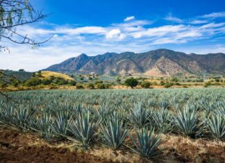 An agave field in Jalisco, Mexico, bordered by a scub-lined mountain range in the background and a beautiful blue sky with part clouds