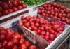 tomato tariff mexico