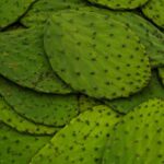 nopales
