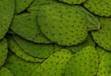 nopales