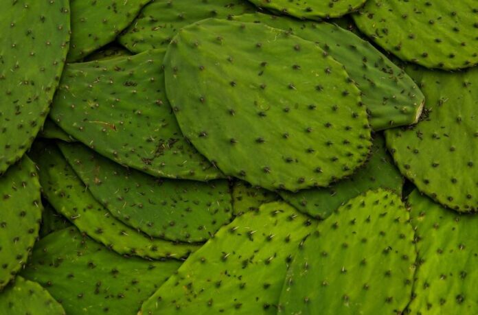 nopales