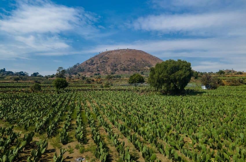 nopal field