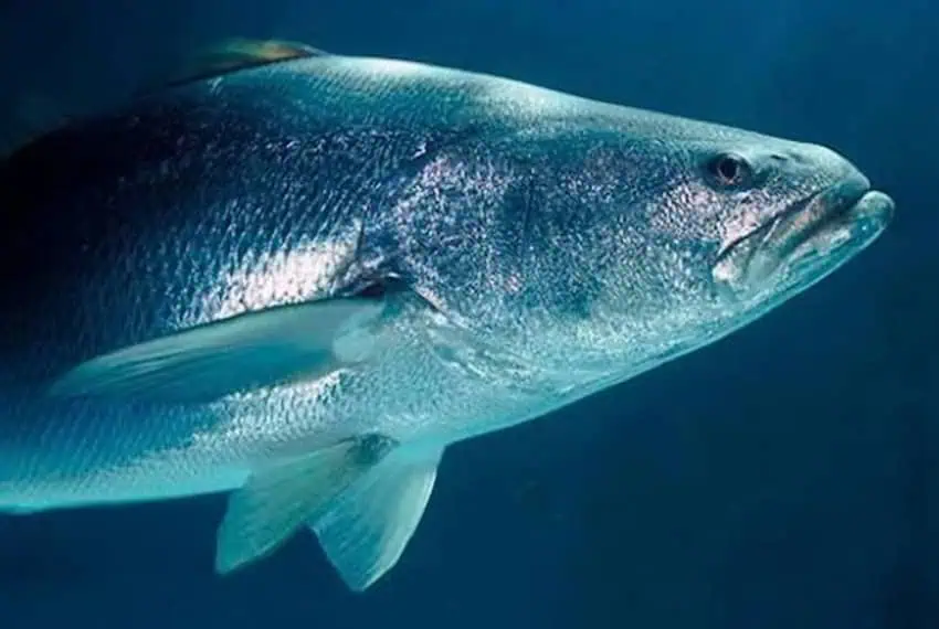 a big fish in the water
