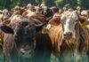 cows