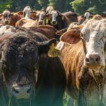 cows