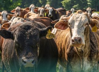 cows