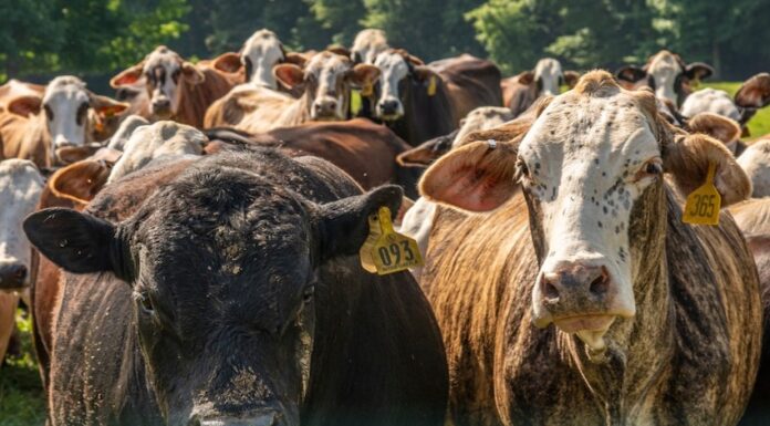 cows