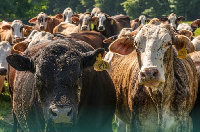 cows