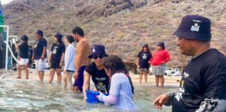 people releasing fish in shallow water