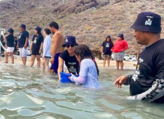 people releasing fish in shallow water