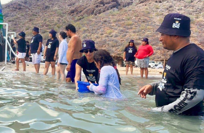 Environment Ministry releases 40,000 baby totoaba into the Gulf of California