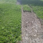 cleared strip of forest land