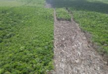 cleared strip of forest land
