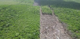 cleared strip of forest land