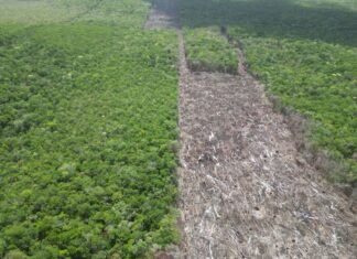 cleared strip of forest land
