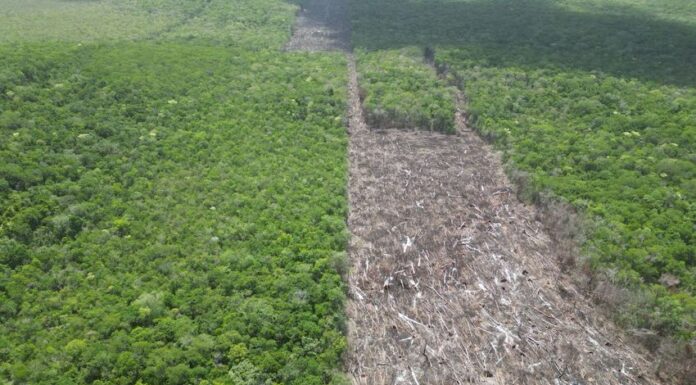 cleared strip of forest land