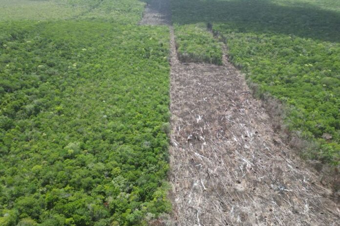 cleared strip of forest land