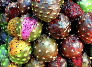 Pitayas