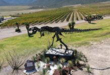 A statue of a dinosaur overlooking a vineyard in Coahuila, Mexico