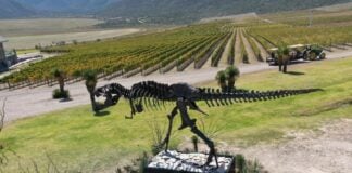 A statue of a dinosaur overlooking a vineyard in Coahuila, Mexico