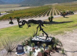 A statue of a dinosaur overlooking a vineyard in Coahuila, Mexico