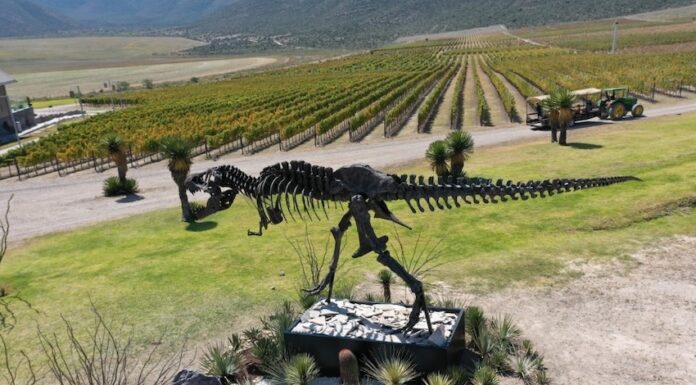 A statue of a dinosaur overlooking a vineyard in Coahuila, Mexico