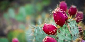 A close-up shot of a prickly pear cactus pad with several vibrant fuchsia-colored tuna (prickly pear fruits) growing on it.