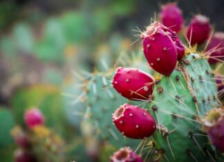 A close-up shot of a prickly pear cactus pad with several vibrant fuchsia-colored tuna (prickly pear fruits) growing on it.