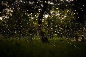 Festival de las Luciérnagas 2025: ¡vive la magia en los bosques iluminados del Edomex! Festival de las Luciérnagas 2025: ¡vive la magia en los bosques iluminados del Edomex!
