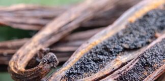 Charred vanilla pods