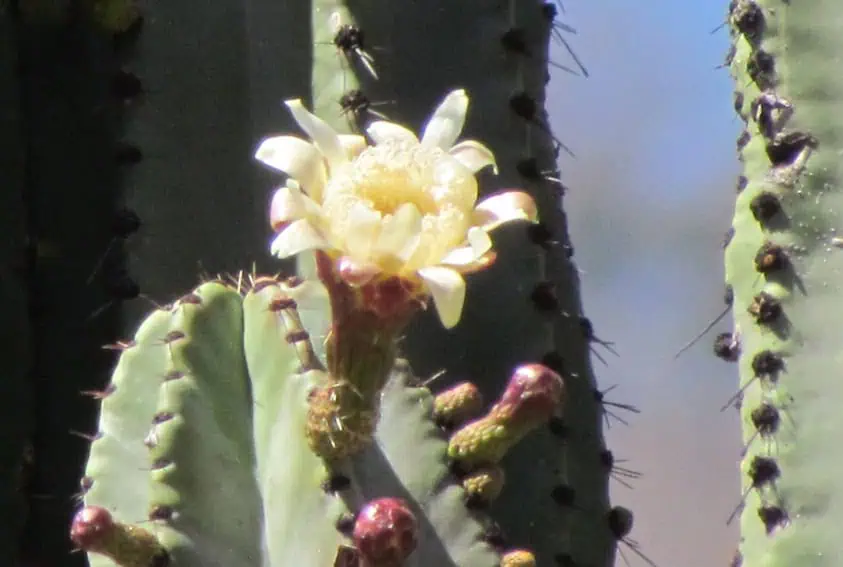 Pitaya de Queretaro