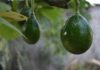 two avocados on a tree