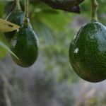 two avocados on a tree