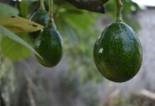 two avocados on a tree