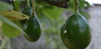 two avocados on a tree