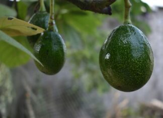 two avocados on a tree
