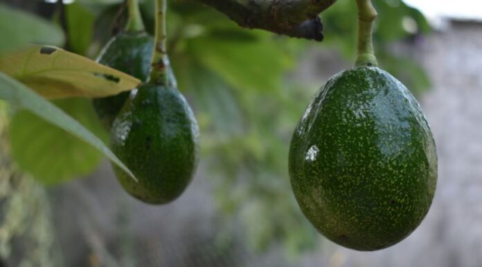 two avocados on a tree