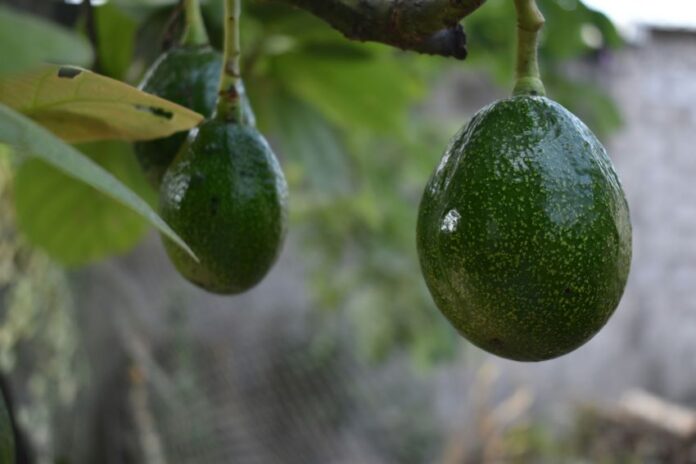two avocados on a tree