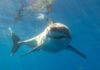 A great white shark swimming underwater just below the surface.