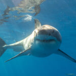 A great white shark swimming underwater just below the surface.