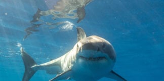 A great white shark swimming underwater just below the surface.