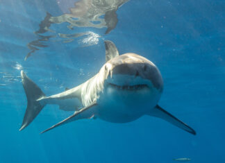 A great white shark swimming underwater just below the surface.